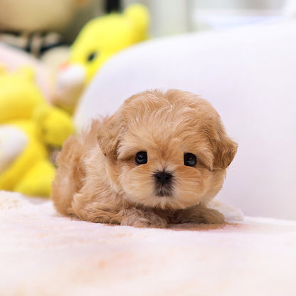 Maltipoo - Bokseul (Male)