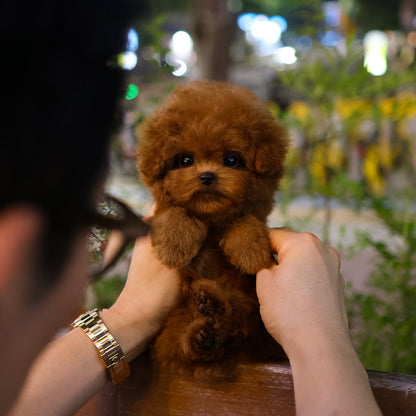 Poodle - Meongmul (Male) $4200