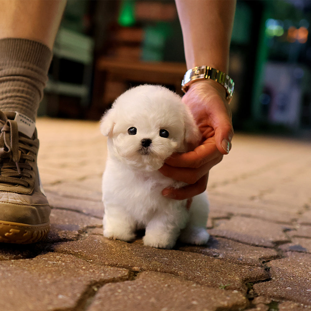 Bichon Frise - Beoteo (Male) $3800