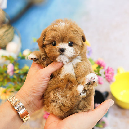 Maltipoo - Camel (Male) $3200