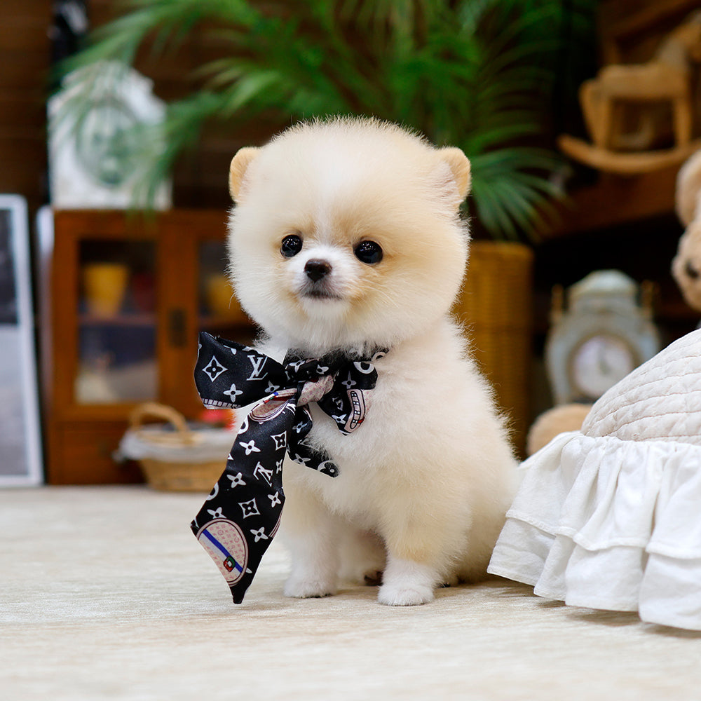 Pomeranian - Ajeol (Female) $2300