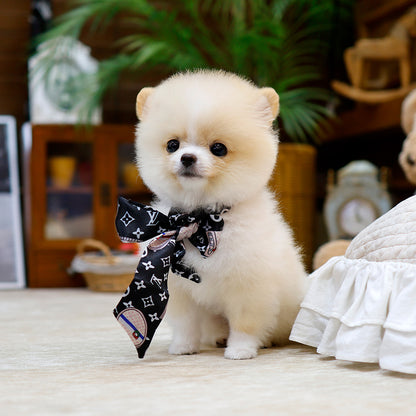 Pomeranian - Ajeol (Female) $2300