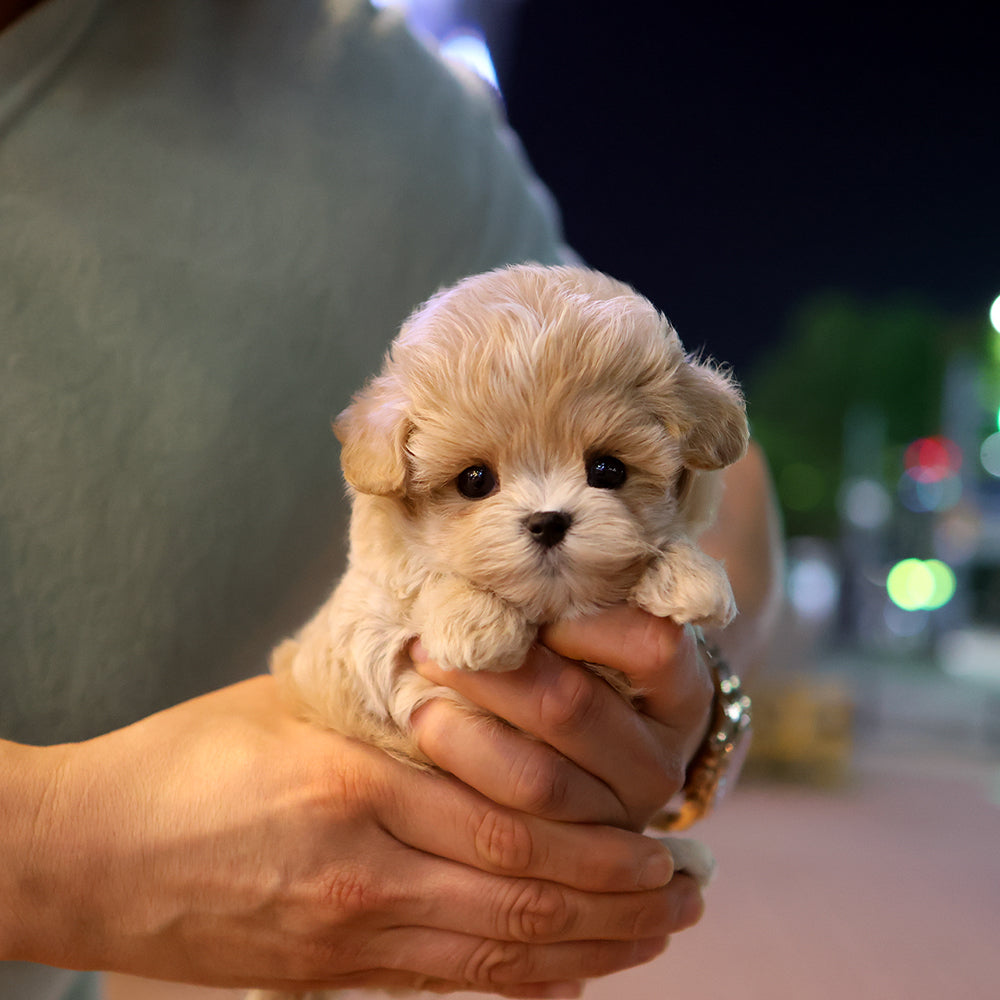 Maltipoo - Egu (Male)