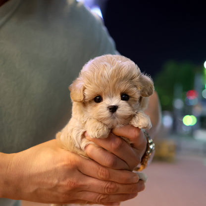 Maltipoo - Egu (Male)