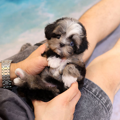 Maltipoo - Meonji (Female)