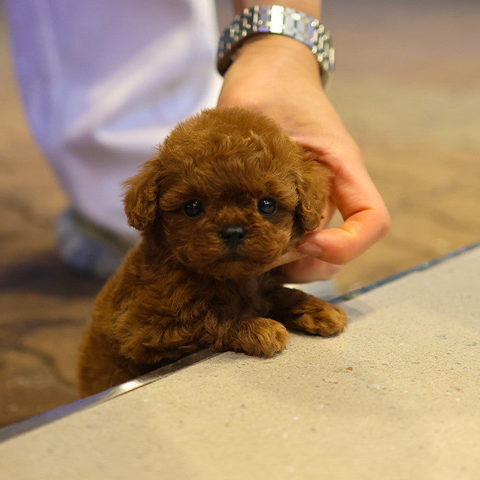 Poodle - Miya (Male)