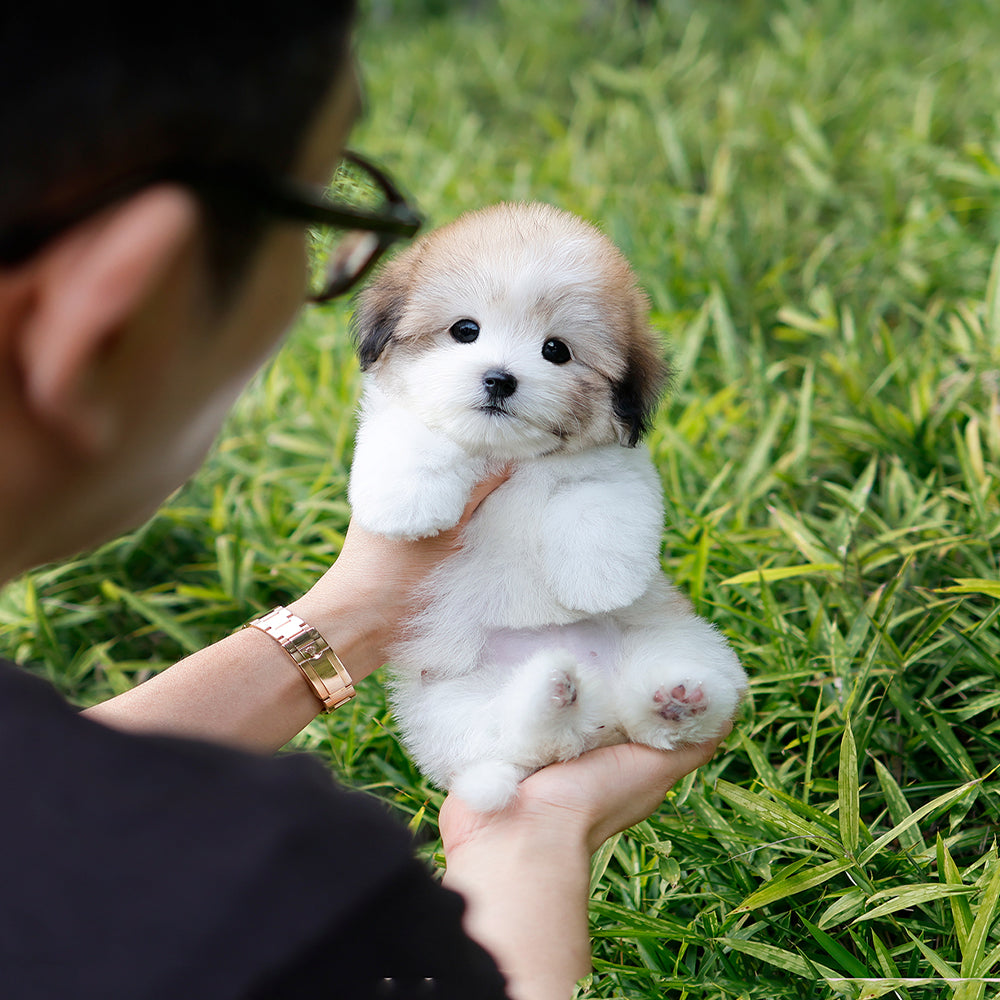 Coton de Tulear - Mase (Male) $4700