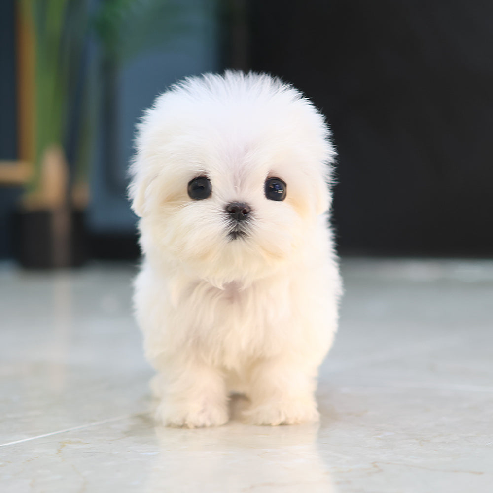 Maltese - Wini (Female) $4000