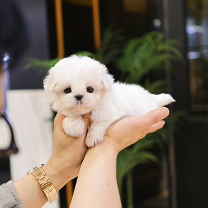 Maltese - Chorok (Female) $3800