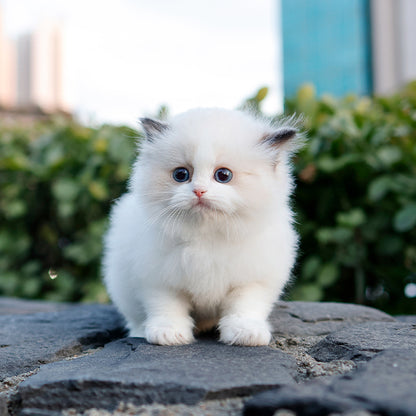 Ragdoll - Kokoa (Female)