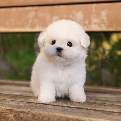 Bichon Frise - Hami (Male)