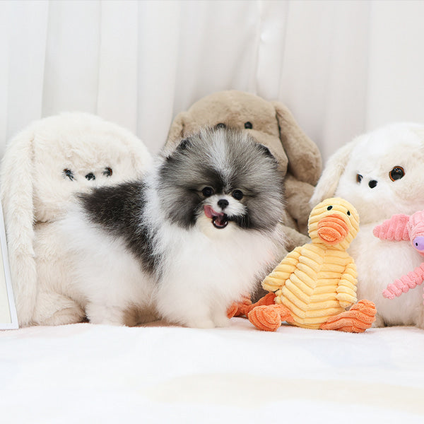 Pomeranian - Smile (Female)