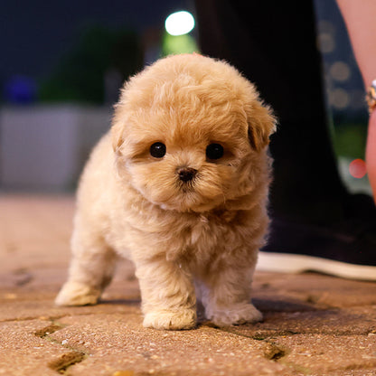Maltipoo - Dangdang (Male)