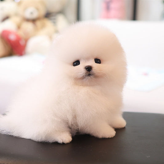 Pomeranian - Deobi (Male)