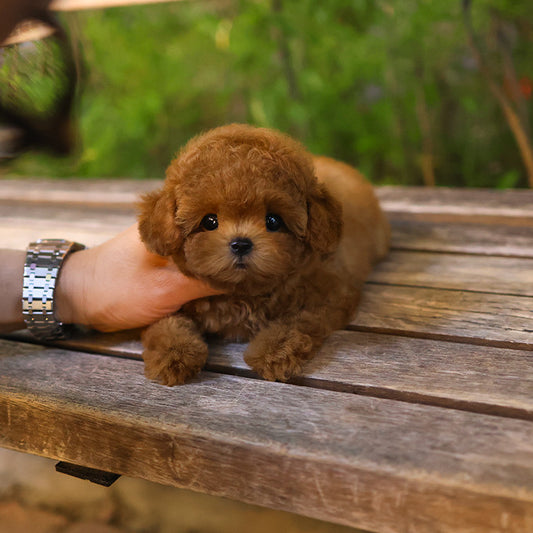 Poodle - Roy (Female)