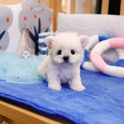 Bichonfrise - Baji (Male)