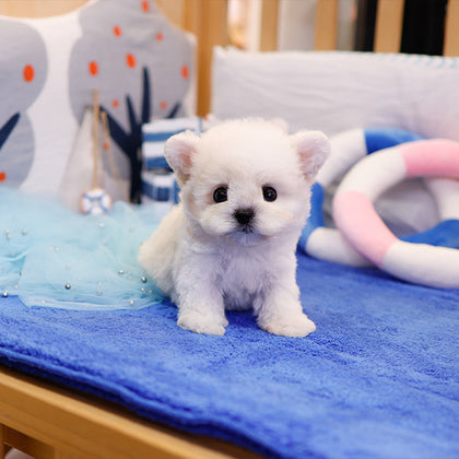 Bichonfrise - Baji (Male)