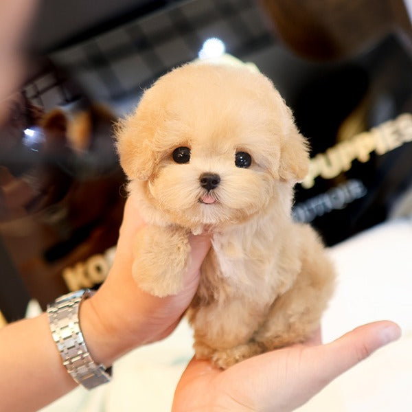 Poodle - Kkomya (Fmale)