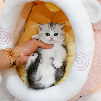 Munchkin - Kkorang (Male)