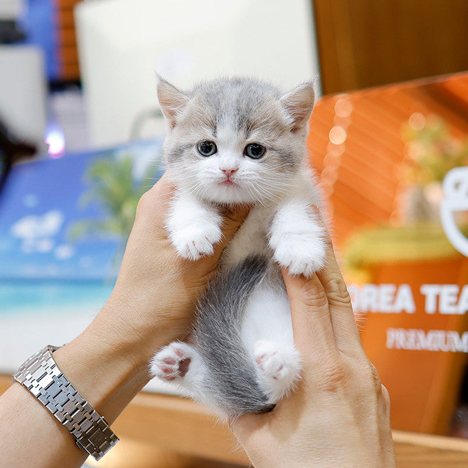 Munchkin - Ppori (Female)