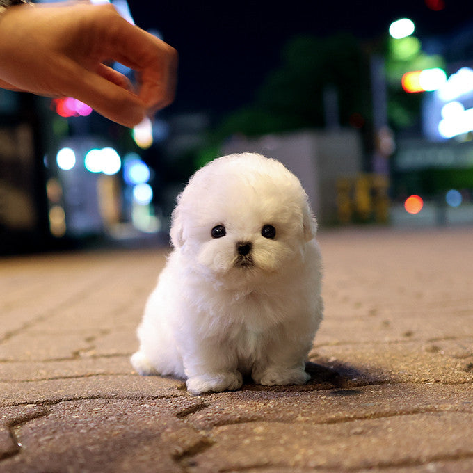 Teacup Bichon Frise female puppy available at Cute Ptiga