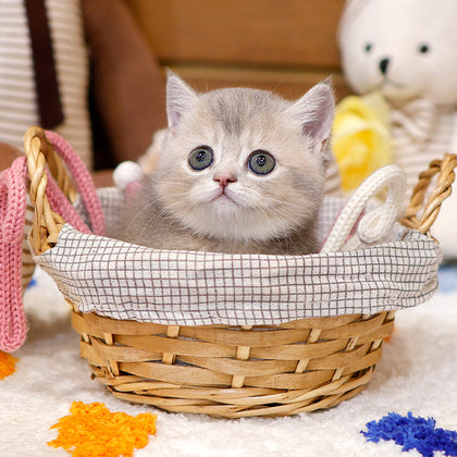 Munchkin - Kito (Female)