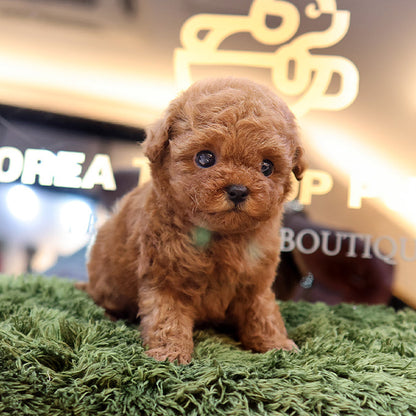 Poodle - Sepin (Female)