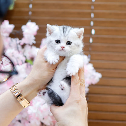 Munchkin - Kkorang (Male)