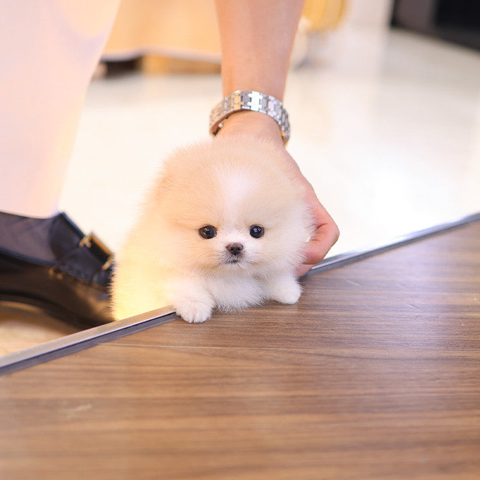 Pomeranian - Hamtori (Female)