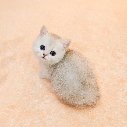 Munchkin - Syuting (Female)