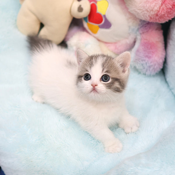 Munchkin - Myaong (Female)