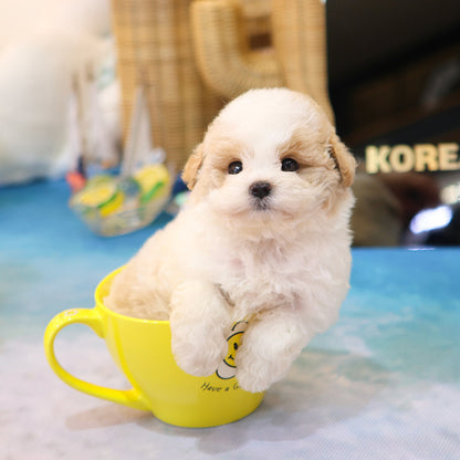 Poochon - Somyi (Male)