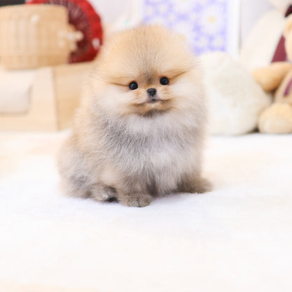 Pomeranian - Hoho (Male)