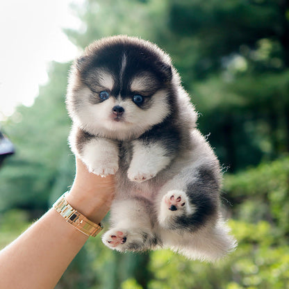 Pomsky - Robo (Male)