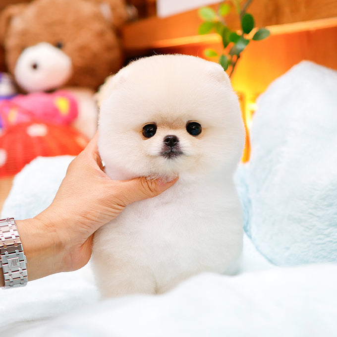 Pomeranian - Haepi (Female)