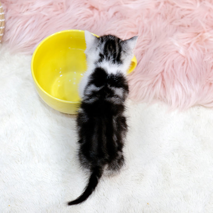 Munchkin - Neopeu (Female)