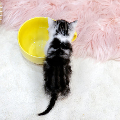 Munchkin - Neopeu (Female)
