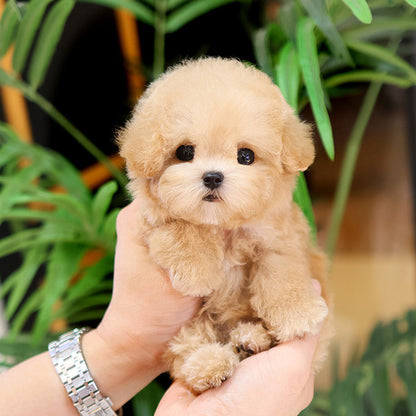 Poodle - Kkomya (Fmale)