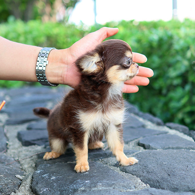 Chihuahua - Wachi (Female)