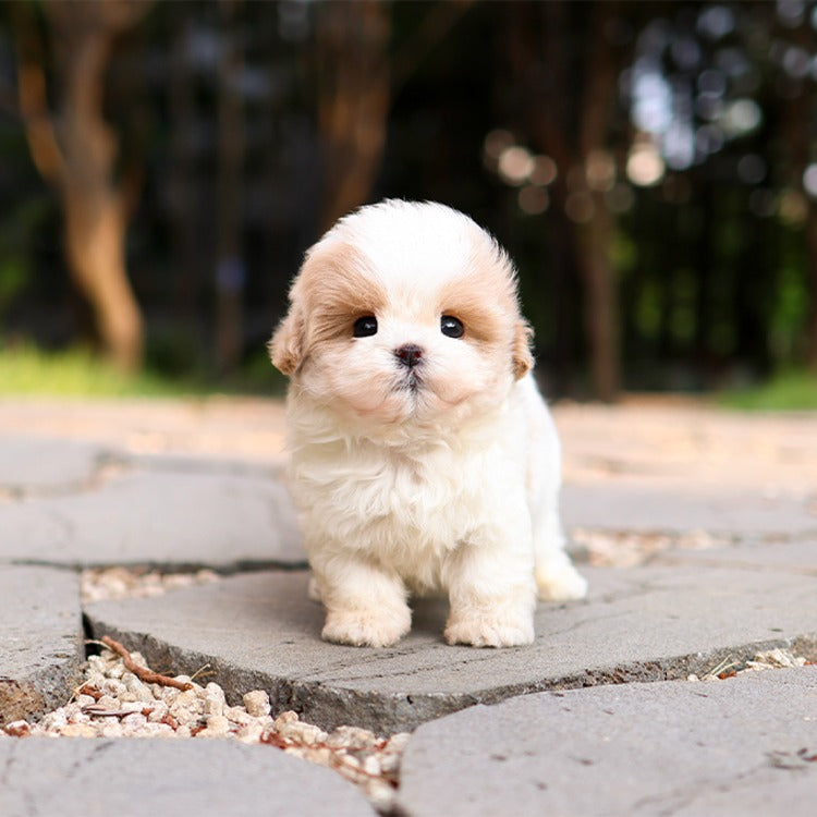 Maltipoo - Muni (Male)