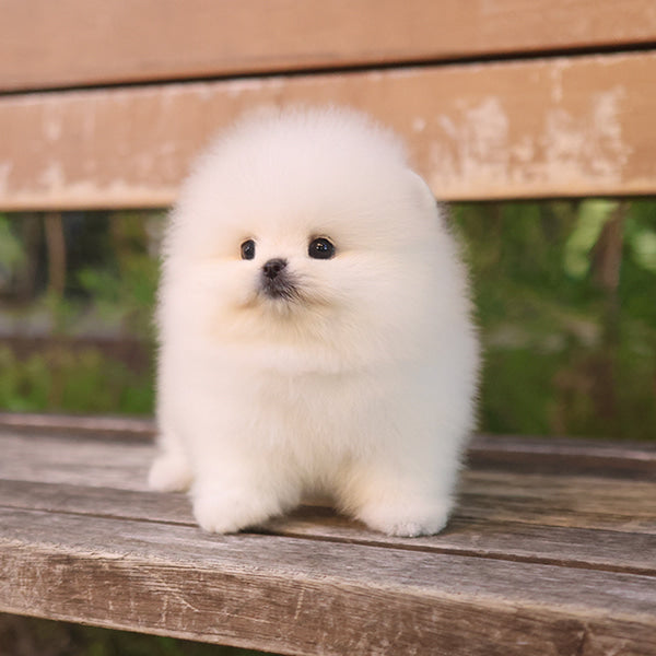 Pomeranian - Aegi (Female)