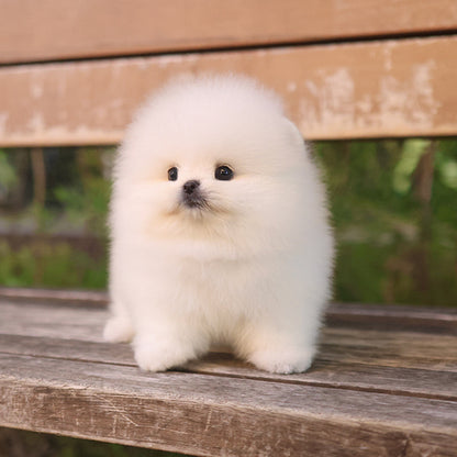 Pomeranian - Aegi (Female)