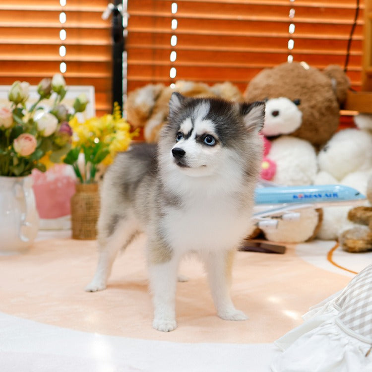 Pomsky - Sunding (Female)