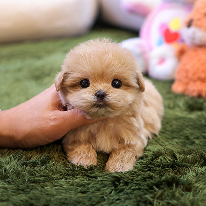 Maltipoo - Reo (Female)