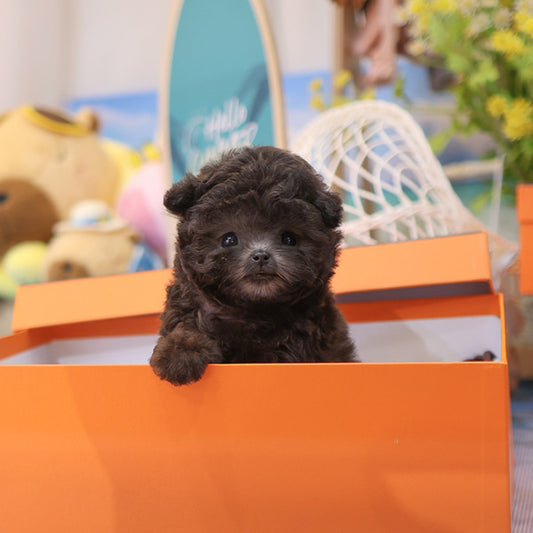 Poodle - melong (Male)