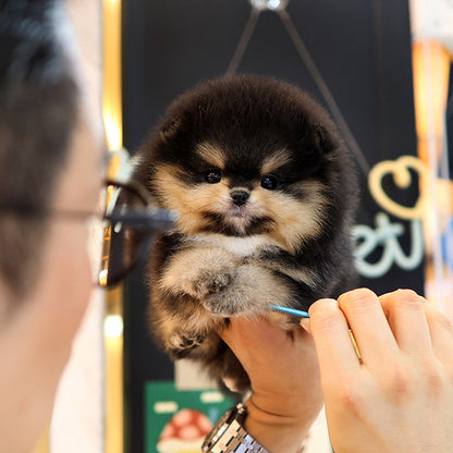 Pomeranian - Baengkeu (Male)
