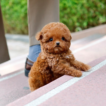Poodle - Seungyu (Male)