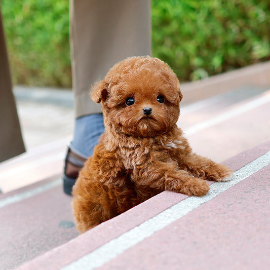 Poodle - Seungyu (Male)