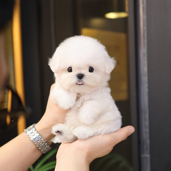 Bichon Frise - Helong (Male)