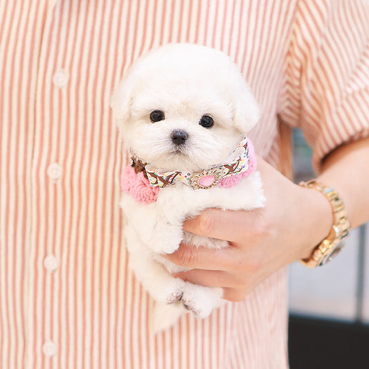 Bichonfrise - Chota (Female)